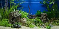 Tailormade aquarium with Plants and Fish
